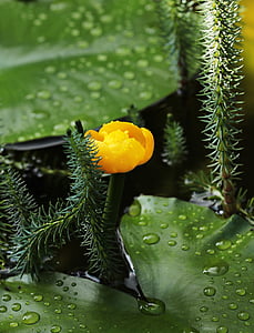 macro shot photography of orange flower