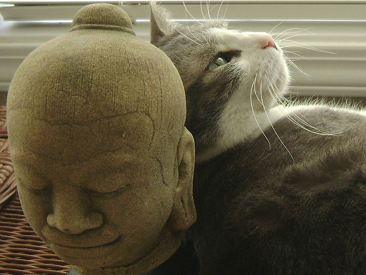 grey tabby cat leaning towards head statue