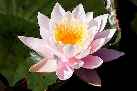 pink waterlily flower floating on body of water