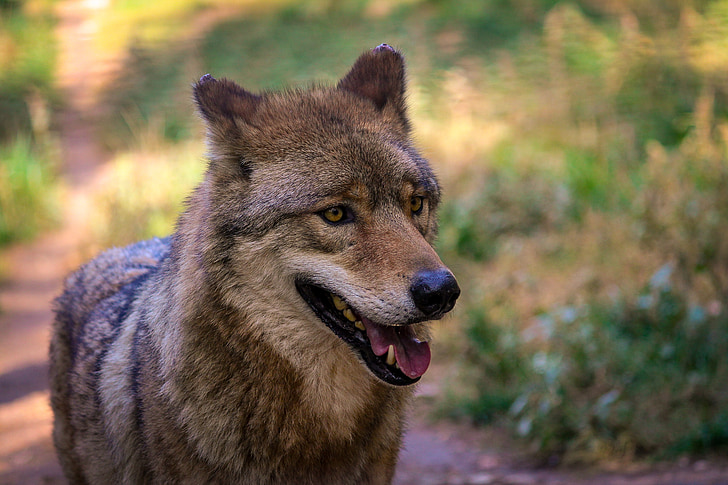 wildlife photography of wolf