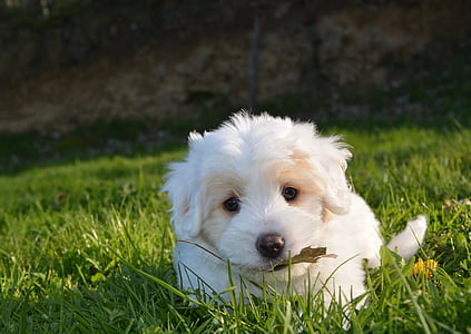 curly-coated white puppy on green grass during daytime