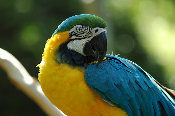 yellow, blue, and green parrot