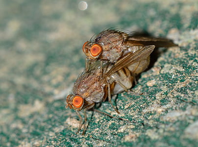 macro shot photography of two gray-and-brown insects