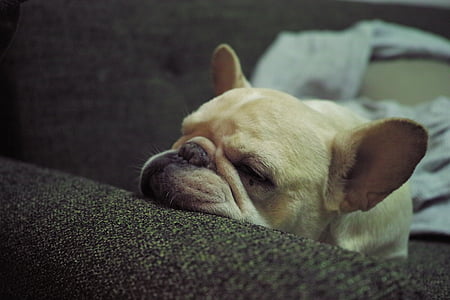 short-coated brown dog lying on gray cushion