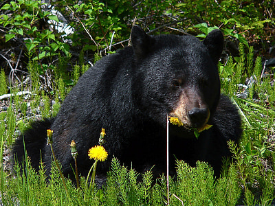 American black bear eating yellow petaled flowers at daytime
