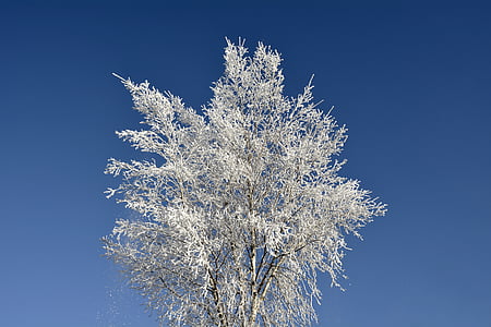 low angle photo of snow covered tree