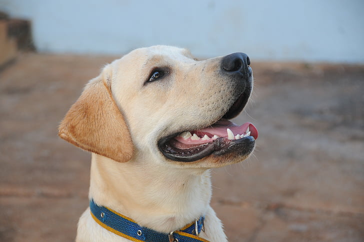 close-up photography of yellow Labrador retriever