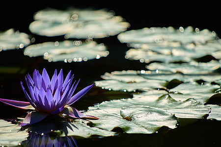 green lily pads and purple lotus flower