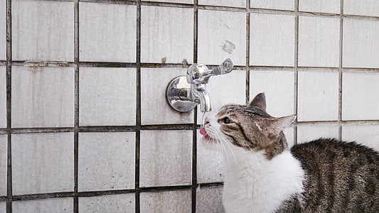 gray tabby cat drinking water in silver-colored faucet