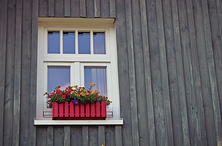 red and yellow petaled flowers outside closed beige window