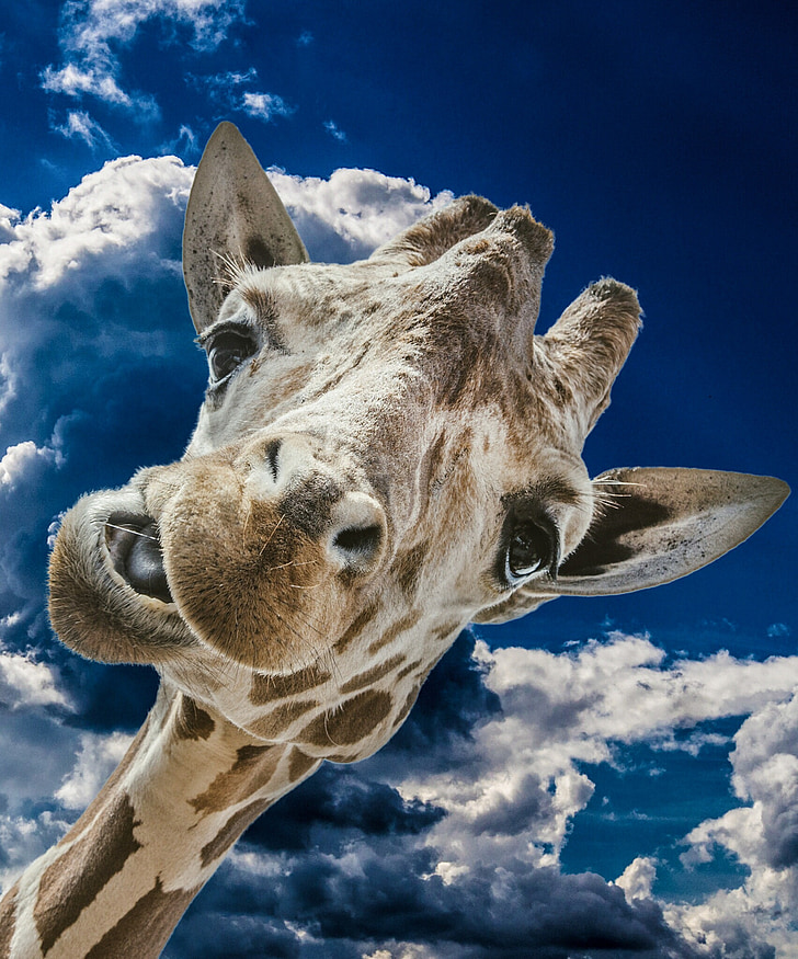 closeup photo of giraffes face