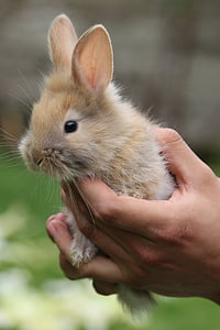 selective focus photography of person holding brown rabbit