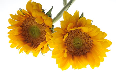 two sunflowers photo