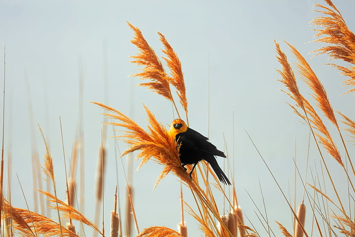 black and yellow bird on beige plant