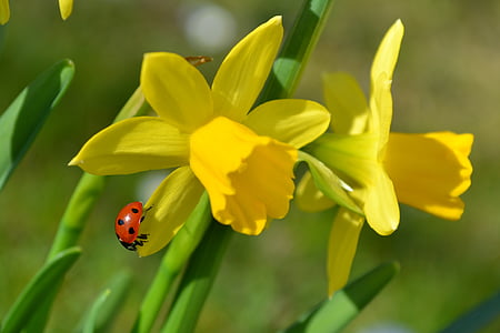 closeup photo of two yellow petaled flowers