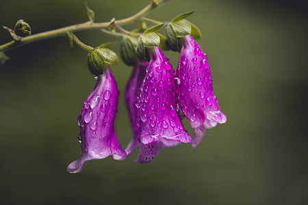 focus photo of purple bell flowers