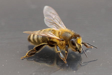 close-up photo of honey bee