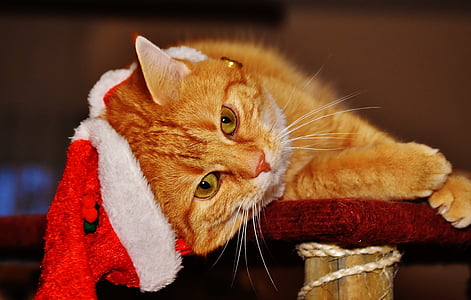 orange tabby cat laying on red wooden surface