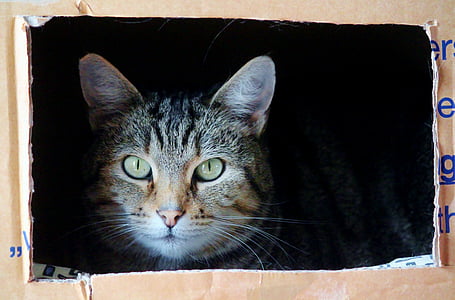 brown Tabby cat in box