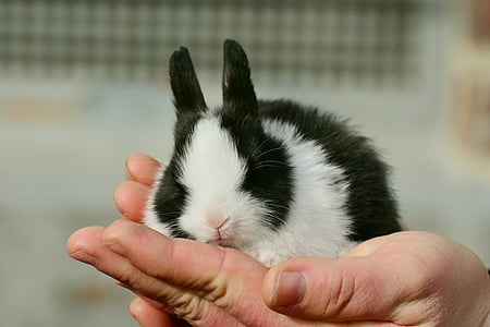person holding white and black rodent