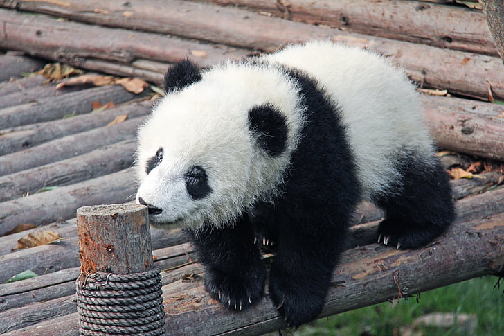 white and black panda on brown wooden surface at daytime
