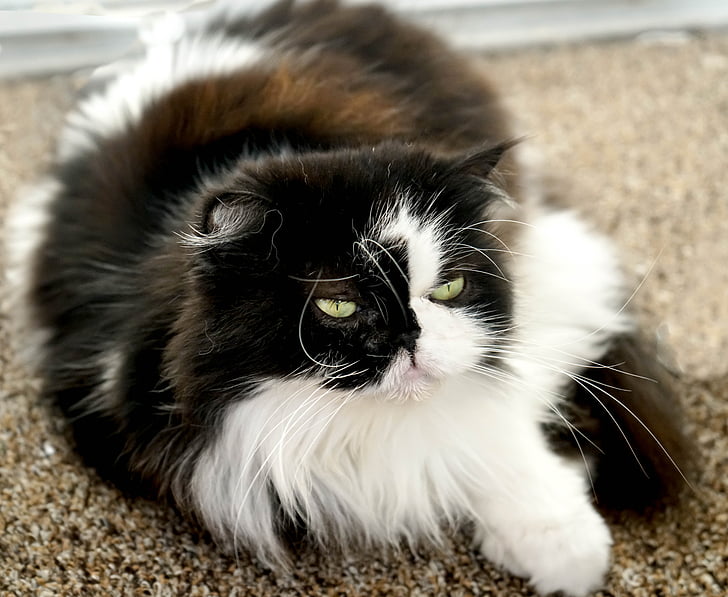 long-coated white and black cat on brown area rug