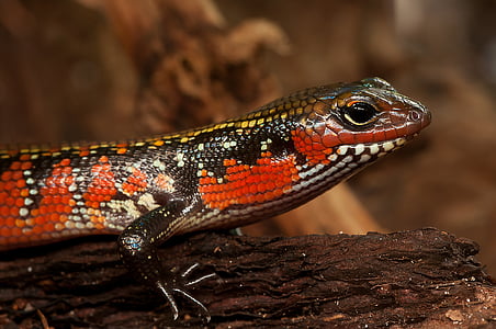 selective focus photograph of red and black lizard