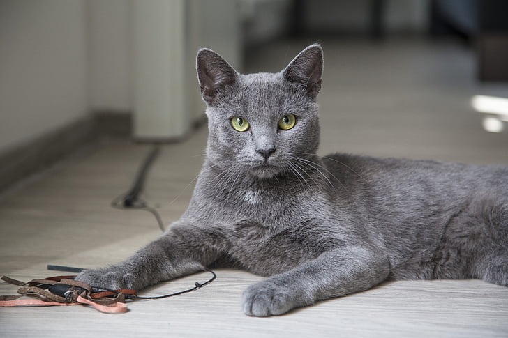 depth of field photography of korat cat leaning on gray parquet floor