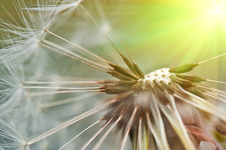 white dandelion closeup photography