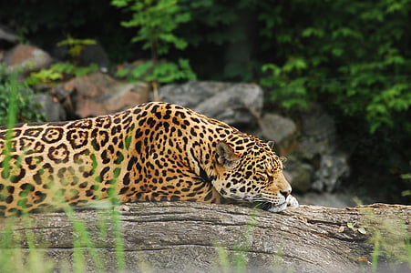 adult jaguar sleeping on gray rock
