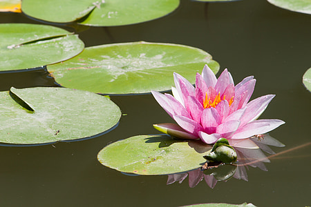 pink water lily on body of water
