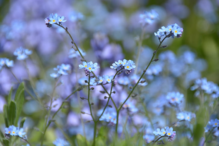 selective photography of blue petaled flwoer
