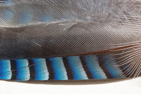 blue and black feather