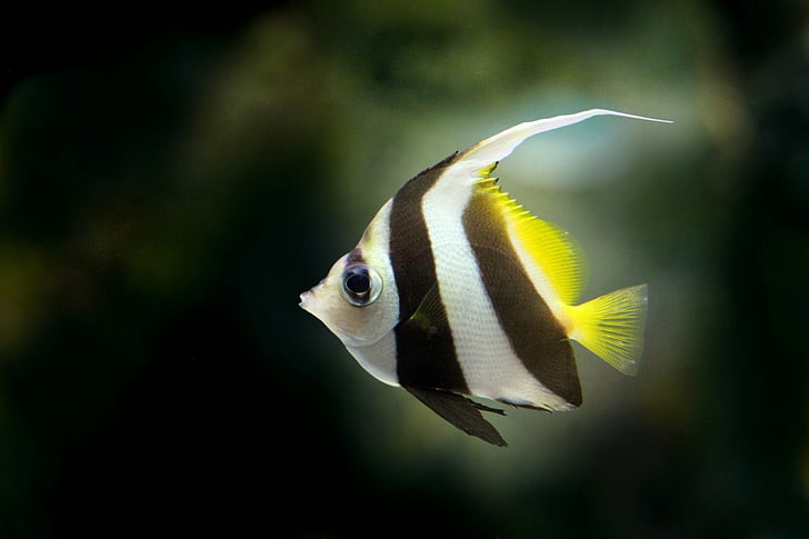 gray and black striped fish on dark background