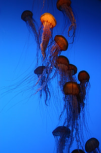 brown jellyfish swimming under water