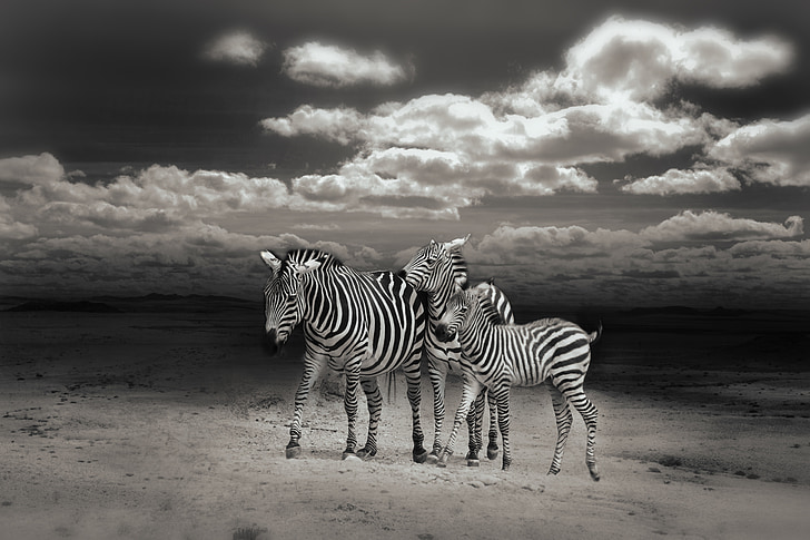 grayscale photography of three zebras