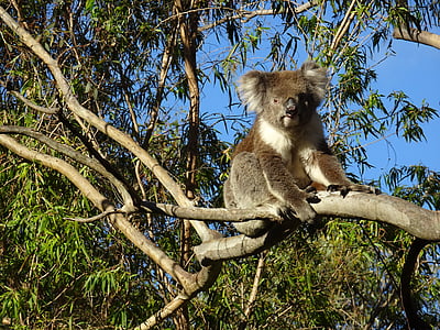 brown and gray koala on tree branch photo