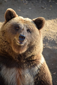 brown grizzly bear closeup photo