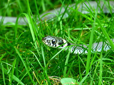 white and gray snake on grass during day time