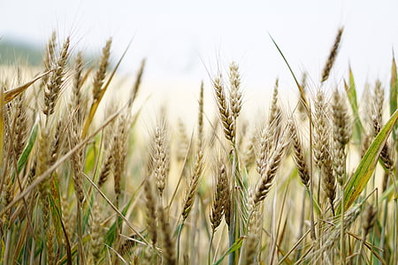 closeup photo of wheat plants