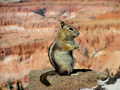 brown squirrel on brown stone