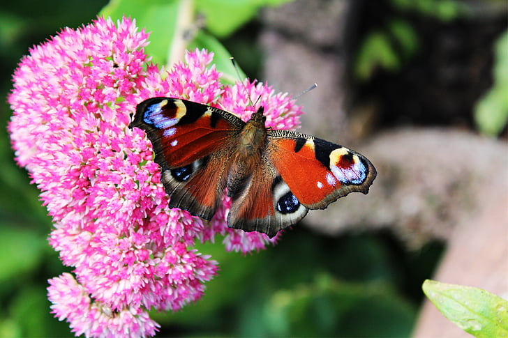 macro photo of peacock butterfly on pink flower
