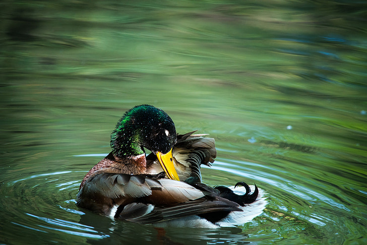 photo of mallard duck on green body of water