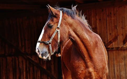 close-up photo of brown horse