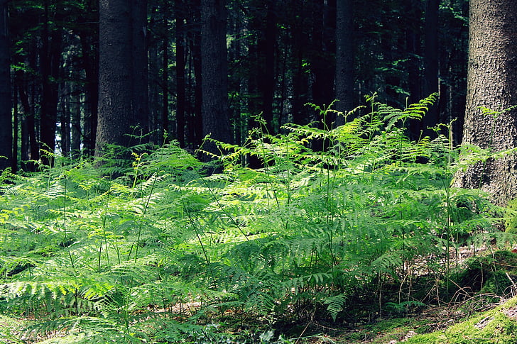 green fern plant near tree