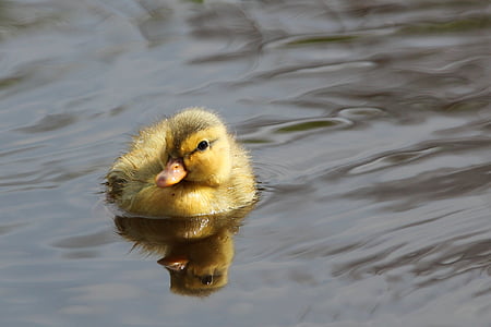 yellow duckling on body of water
