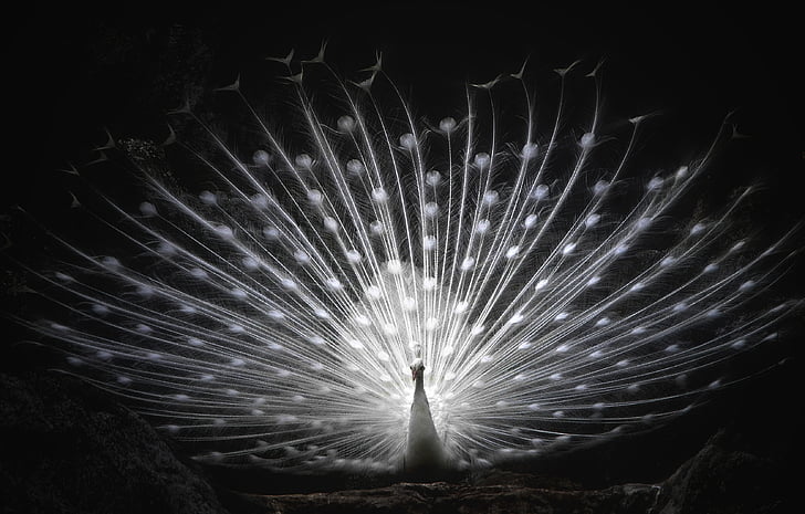 focus photography of whitepeacock