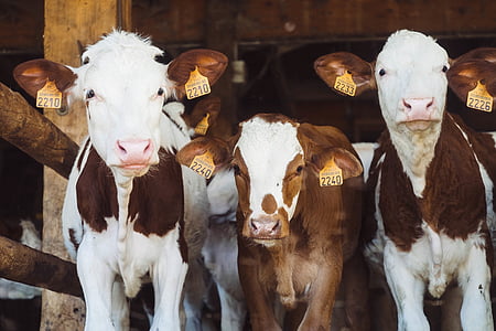 close-up photo of brown-and-white cattles