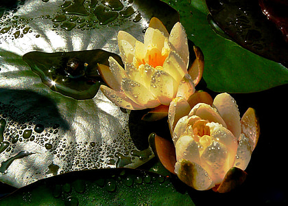 shallow focus photography of yellow lotus