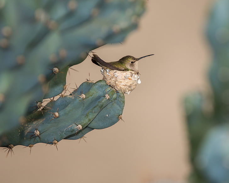 green and brown hummingbird perched on flat cactus plant